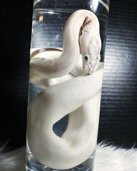 Diaphonized Snake Wet Specimen (Two Reticulated Python Heads) (17) Sale Price 280. . Snake wet specimen